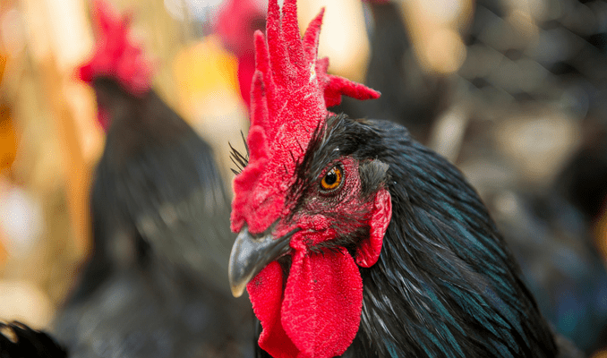 Fair of the Penedès rooster 2019 in Vilafranca del Penedès